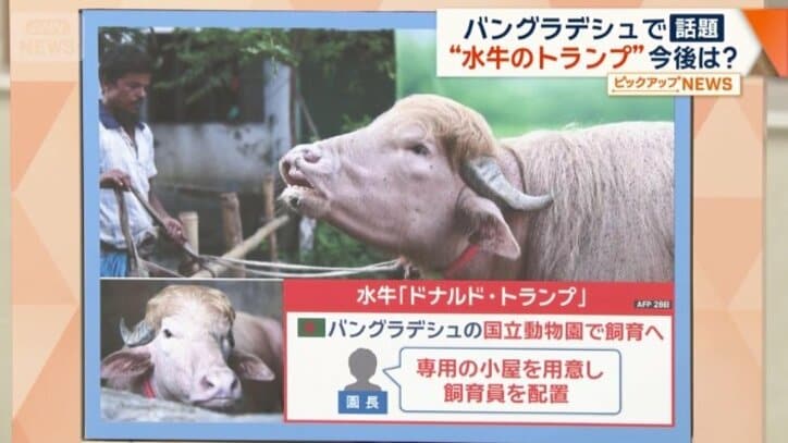 水牛は手厚く世話をされることになるようだ