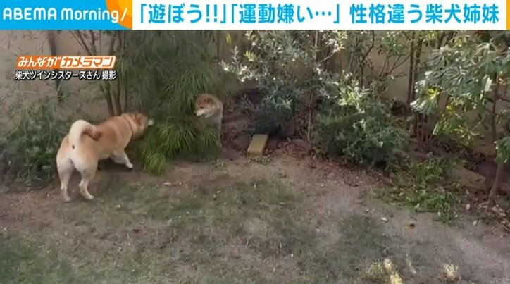 庭を大興奮して走る柴犬 茂みに隠れる“運動嫌い”の姉妹犬を誘う姿に飼い主ほっこり