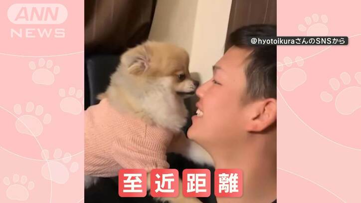 「にらめっこだワン」 飼い主さん「近っ!」 なぜ至近距離まで顔を近づけるの?