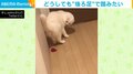 猫がハートのおもちゃを“ドンッ” 後ろ足で踏むことにこだわる姿に「なんの恨みが…」「親の仇ぐらいの勢い」と反響