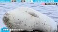 “小さすぎる”岩の上で昼寝をするアザラシに「バランス感覚すごい」「見習いたい体幹」の声