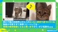 「可愛すぎて無限リピート」嬉しいのかな？ 猫のスキップ動画に疲労回復する人が続出