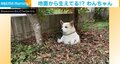 自分で掘った穴に埋まる犬!? 首から上しか見えなくなる姿に「なんだモグラか…」「新種のUMA」と反響