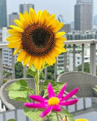 秋野暢子『芸能人の友達から応援もらった。』