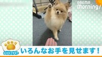 【映像】渾身の“お手”を披露するポメラニアン