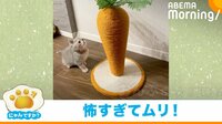 叱られカーテン裏に隠れる猫 “あざとい行動”に「これは反則」の声
