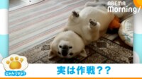 【映像】場所を選ばずキュートな“ヘソ天”をする柴犬
