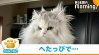 【映像】毛づくろいが下手なのにドヤ顔の猫 豪快な“ライオンヘアー”とマッチした絶妙な姿に爆笑の声