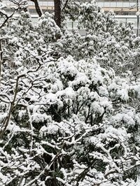 高橋英樹『真麻大雪写メに驚く !』