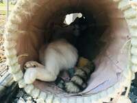 坂上忍『パパ、黙々と晩御飯を作るの巻！』