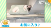 【映像】“別荘”で爆睡するインコ