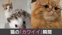 猫の「カワイイ」瞬間