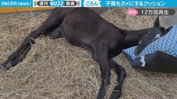 子馬が人間のように“ダメになる” ごろんとくつろぐ様子に「虜にしてしまうなんて…」「既に使いこなしてる！」と反響