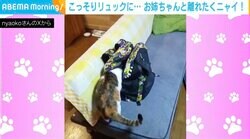お姉ちゃんのバッグに侵入だニャン 成功かと思いきやまさかの結末