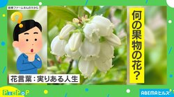 かわいい→おいしいになる!! ブルーベリーの“ビフォーアフター”に「花びらの面影を感じる」「実も可愛いな」と反響続々