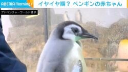 「イヤイヤ期突入？」首を左右にブンブン振るペンギンの赤ちゃんが話題「最強のツンデレでわろた」「意思表明が出来るってすごい！」