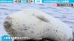 “小さすぎる”岩の上で昼寝をするアザラシに「バランス感覚すごい」「見習いたい体幹」の声