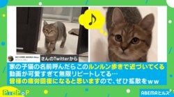 「可愛すぎて無限リピート」嬉しいのかな？ 猫のスキップ動画に疲労回復する人が続出
