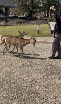 小原正子、外出先で長男が鹿に顔面を蹴られるハプニング「鼻から目の下山なり足形」