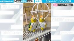 「はぁ〜い」飼い主の合図で“シンクロ芸”を披露する2羽のインコに「声も動きもシンクロして可愛い」と絶賛の声
