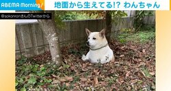 自分で掘った穴に埋まる犬!? 首から上しか見えなくなる姿に「なんだモグラか…」「新種のUMA」と反響