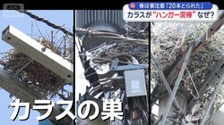 “春カラス”の被害が多発　ハンガー狙うワケは？意外な対策も