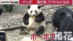 中国で空前のパンダブーム？“パンダ外交”の意外な歴史とは？記者が解説「年間のレンタル料は約1億5000万円」