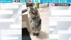 シンクの水の音にびっくり！ 直立不動になる猫が可愛すぎると話題に　足がシュッと格納されるところにも注目