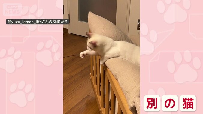 猫じゃらしを揺らしていたのは…別のネコちゃん！
