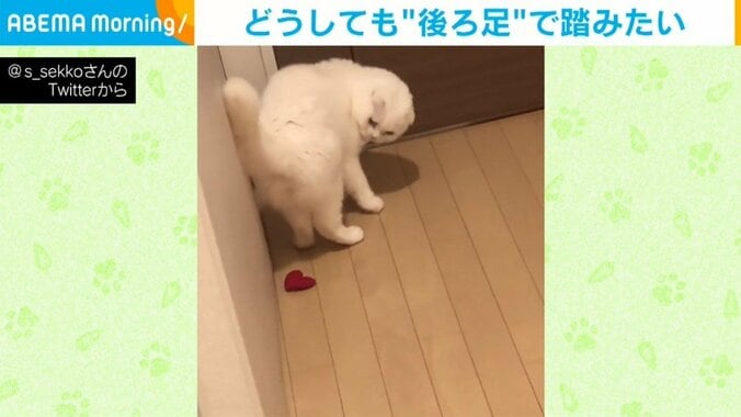 猫がハートのおもちゃを“ドンッ” 後ろ足で踏むことにこだわる姿に「なんの恨みが…」「親の仇ぐらいの勢い」と反響 1枚目