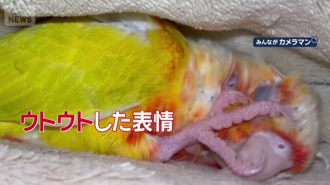 ウトウトした表情