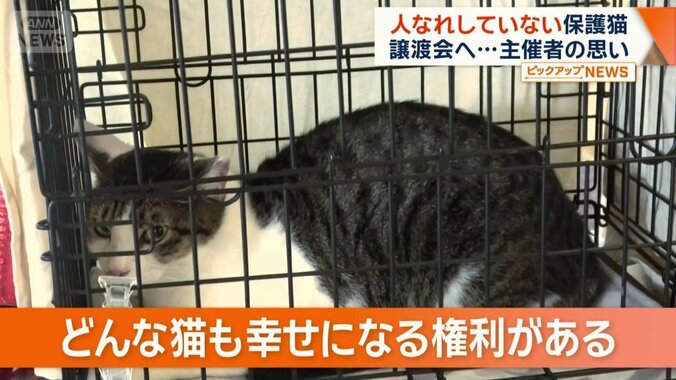 「どんな猫も幸せになる権利がある」