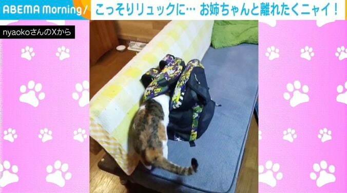 猫のテンちゃん（4歳）