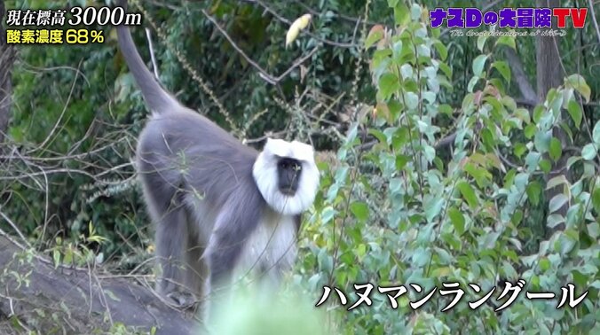 “クルミ”は梨のような甘味？ ナスDが見た美しすぎるヒマラヤの紅葉 9枚目