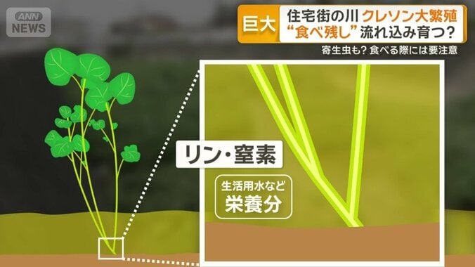 リンや窒素などを養分として成長した可能性