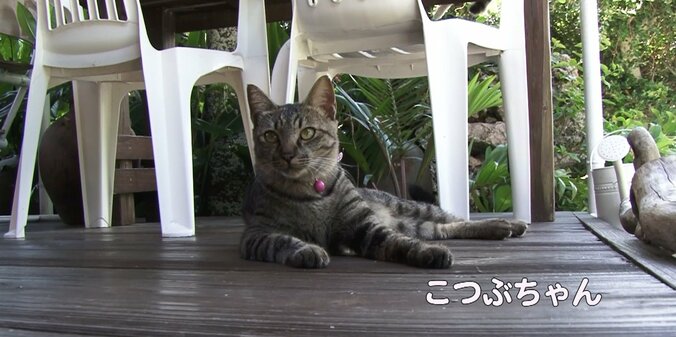 天使さんかな？  沖縄の島々で美猫に遭遇ニャン！「美ら猫」シリーズ連続放送 10枚目