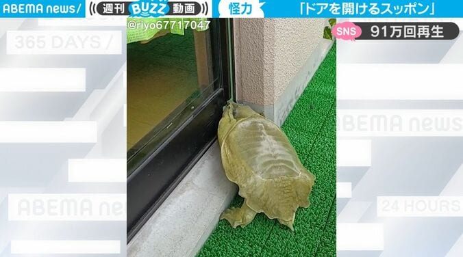 衝撃！スッポンが驚きの特技を炸裂… 怪力でガラス戸を開けて家に入ってくる　部屋をノソノソと歩き、水槽の中へ戻っていくスゴすぎる瞬間 1枚目