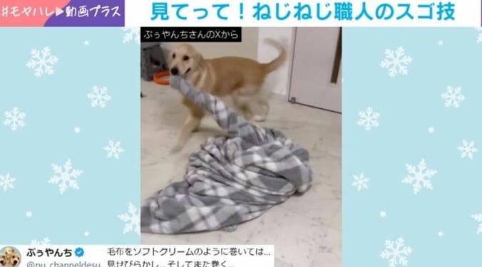 ゴールデンレトリバーのななちゃん