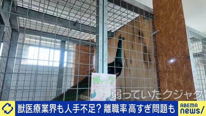 犬、猫から豚、クジャクまで！“動物園状態”の病院