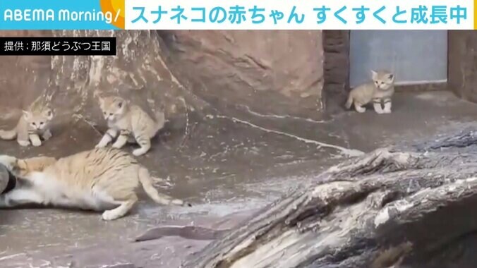 担当者「健康で無事に成獣になってほしい」 那須どうぶつ王国のスナネコの赤ちゃん、すくすくと成長 1枚目