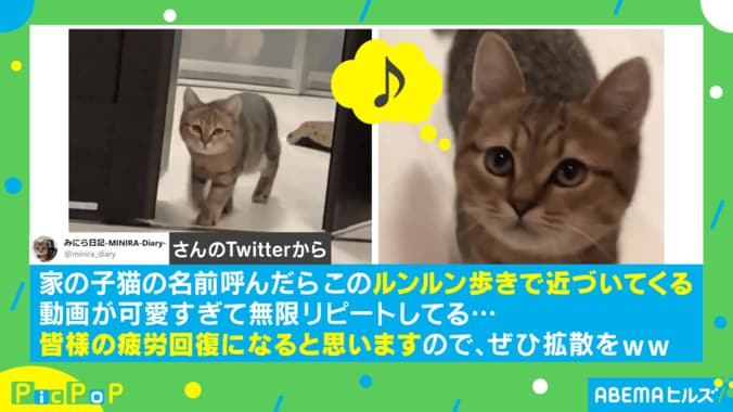 「可愛すぎて無限リピート」嬉しいのかな？ 猫のスキップ動画に疲労回復する人が続出 1枚目