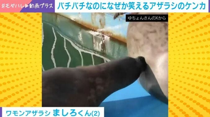 ワモンアザラシ