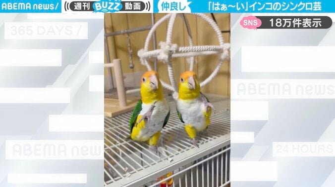 シロハラインコの「ふくくん」と「きなこちゃん」