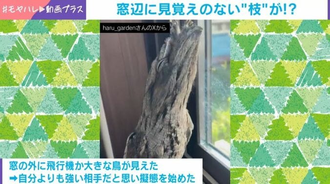 ガブリエルくん