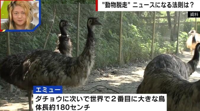 世界で2番目に大きな鳥“エミュー”