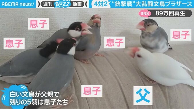 まるで銃撃戦…文鳥の大乱闘に「ほんとにやめて」飼い主困惑 響き渡る鳴き声が「マシンガンみたい」 1枚目