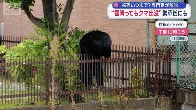 どちらが頭でどちらがお尻なのか