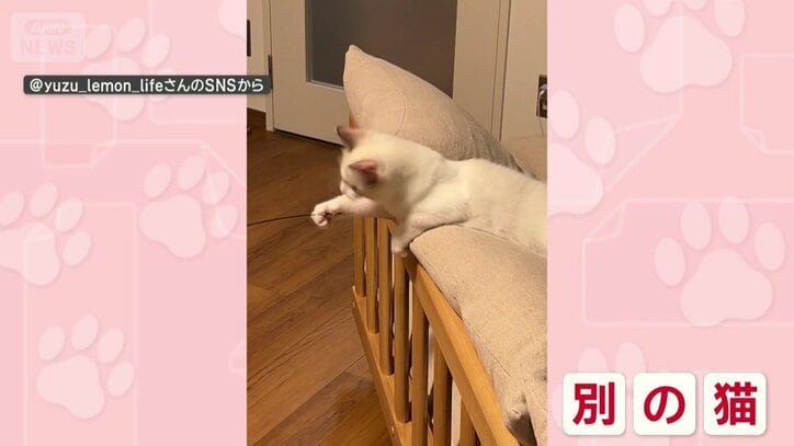 猫じゃらしを揺らしていたのは…別のネコちゃん！