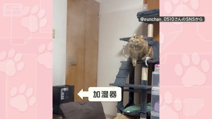 加湿器の蒸気に注目