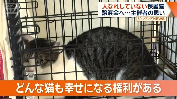 「どんな猫も幸せになる権利がある」
